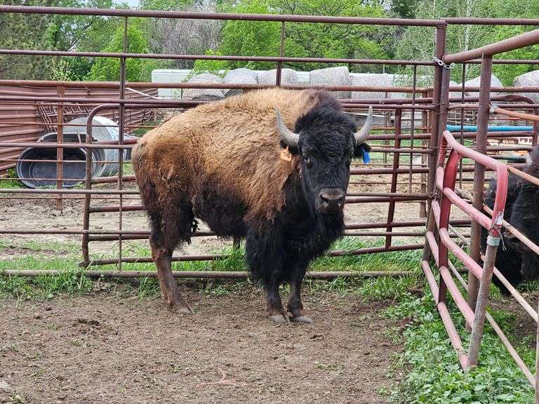(1) 2-yr old Bull