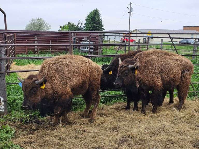 (3) Bull Calves