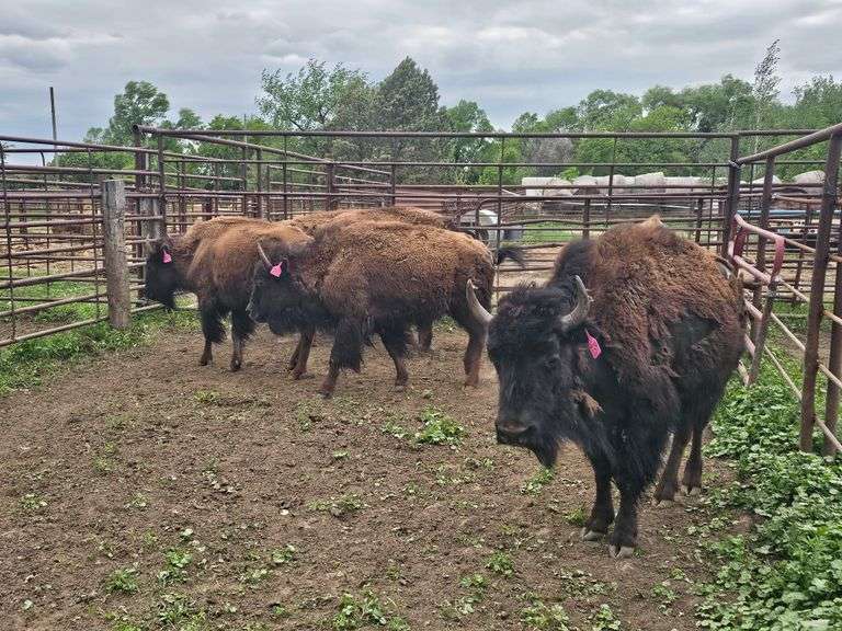 (6) 2-yr old Heifers