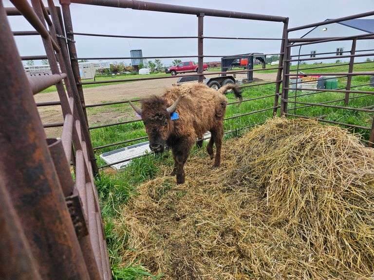 (1) Bull Calf