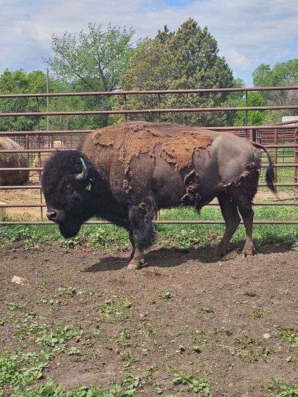 (4) Mature Bulls