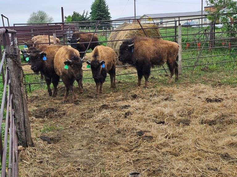 (4) Bull Calves