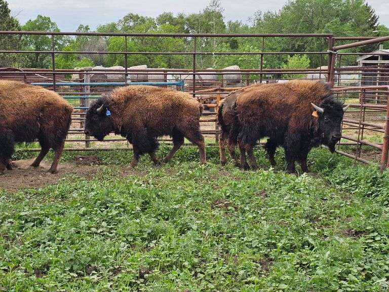 (4) Yearling Bulls