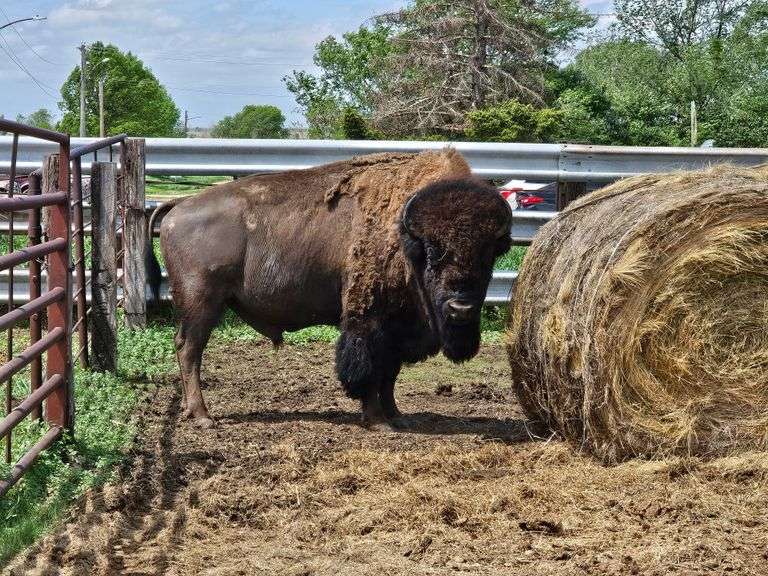 (1) Mature Bull