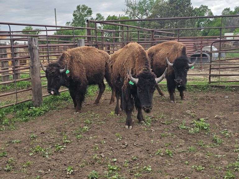 (4) 2-yr old Bulls
