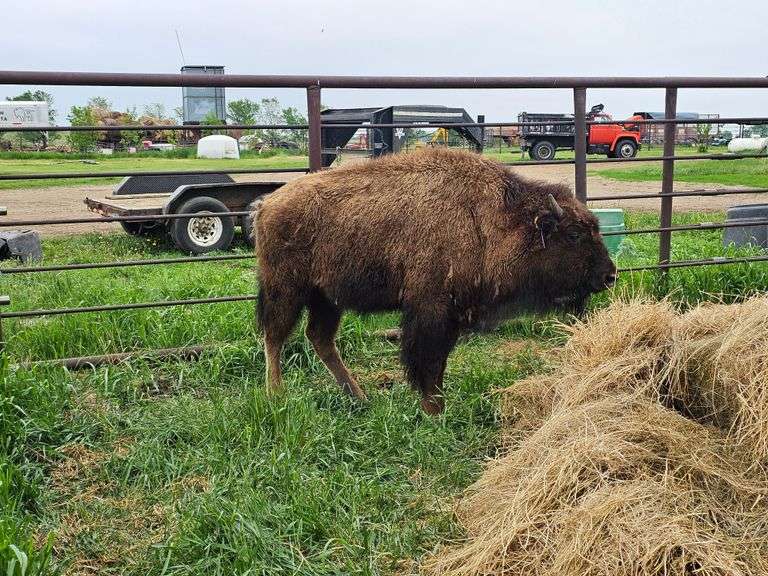 (1) Yearling Heifer