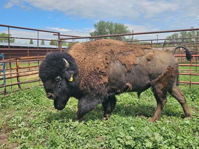 (2) Mature Bulls