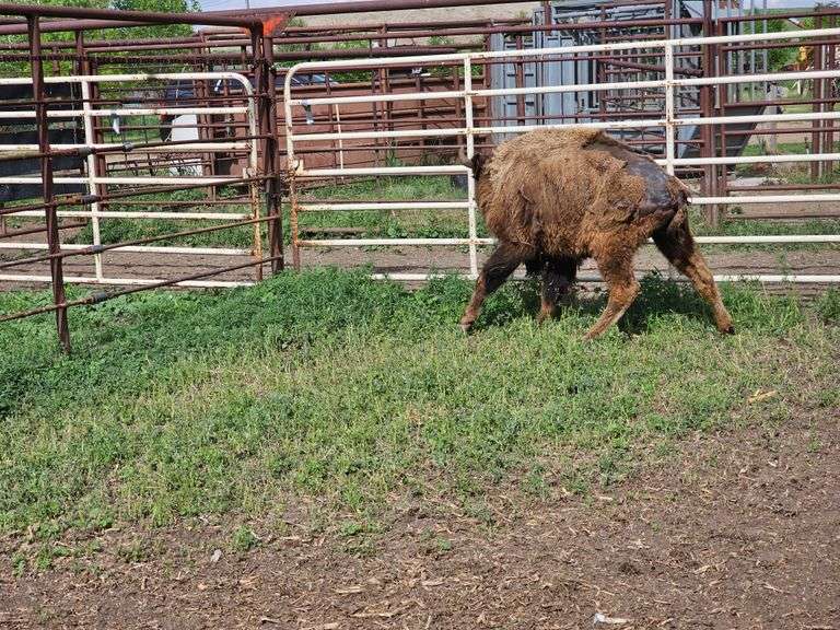 (1) Yearling OVC Heifer