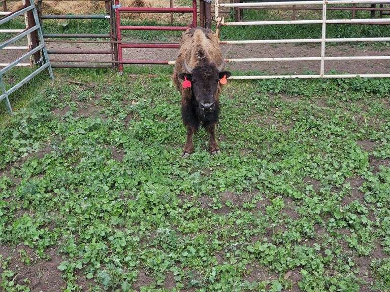 (1) Yearling Heifer