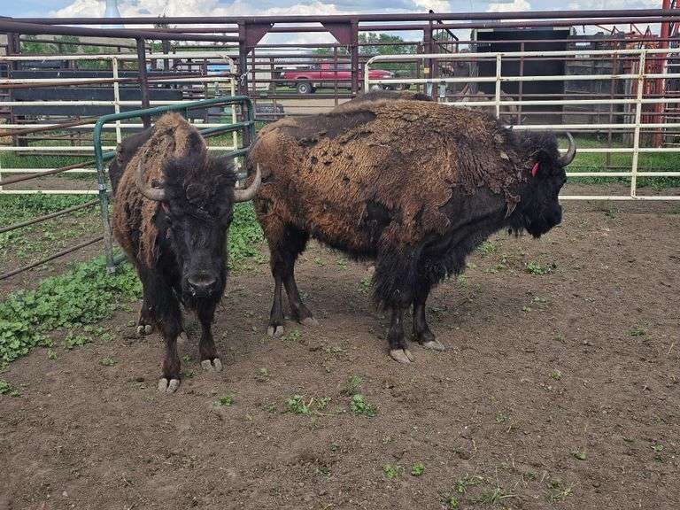 (3) 3-yr old Heifers