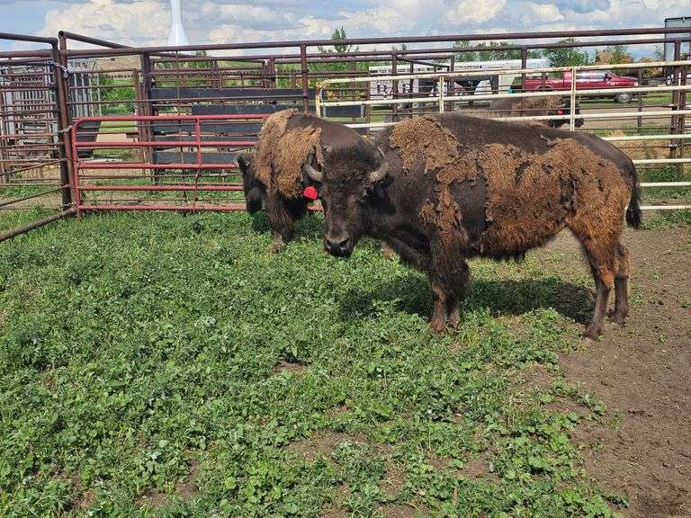(2) 3-yr old OVC Heifers