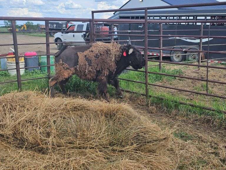 (1) 2-yr old Heifer