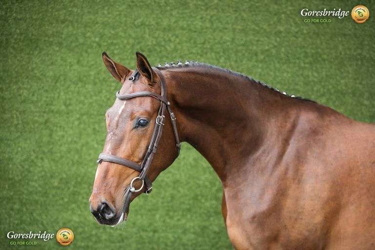 HALLSMILL ROCKSTAR MBF