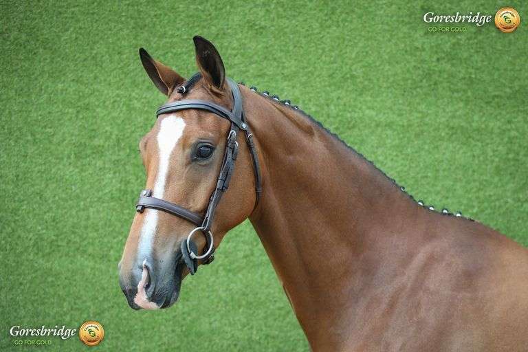 HUGO VAN DE HEFFINCK CAVZ