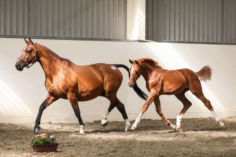 Broodmare, Foal & Yearling Sale (Day 2)