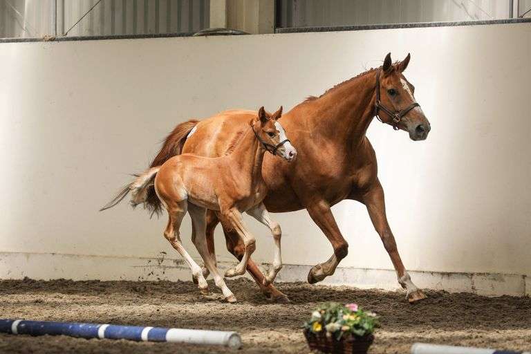 Broodmare, Foal & Yearling Sale (Day 1)