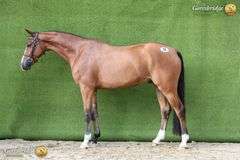 HUGO VAN DE HEFFINCK CAVZ