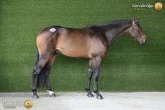 CARRIGSHAWN CORNETINO