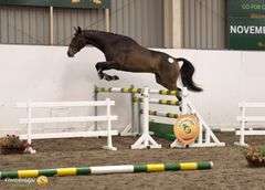 SPRINGROVE FREESTYLE