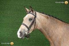 MY LION MADEMOISELLE