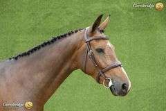 SPRINGROVE SATISFACTION