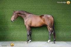 HALLSMILL ROCKSTAR MBF