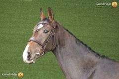 SPRINGROVE FREESTYLE