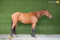 SIRREL VAN DE TJONGERSHOEVE