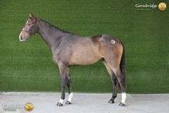 SPRINGROVE FREESTYLE