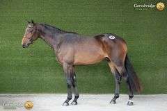 CARRIGSHAWN CORNETINO