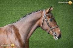 HALLSMILL ROCKSTAR MBF