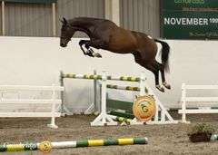 MBF HOUDINI LAST WORDS