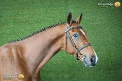 SIRREL VAN DE TJONGERSHOEVE