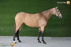 MY LION MADEMOISELLE