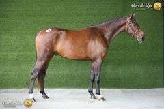 HALLSMILL ROCKSTAR MBF