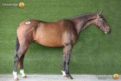 MBF HOUDINI LAST WORDS