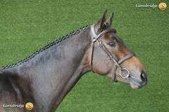 CARRIGSHAWN CORNETINO