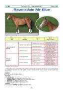 RAVENSDALE MR. BLUE