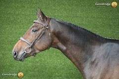 CARRIGSHAWN CORNETINO