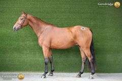 SIRREL VAN DE TJONGERSHOEVE