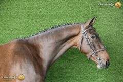 MBF HOUDINI LAST WORDS