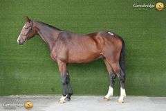 TULLIBARDS IRISH RUMOR