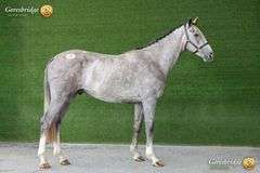 CRAANTOWER DIAMANT BLUE