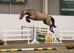 MY LION MADEMOISELLE