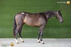 LONGFORD PASS EL QUALITY