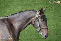 LONGFORD PASS EL QUALITY