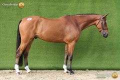 HUGO VAN DE HEFFINCK CAVZ