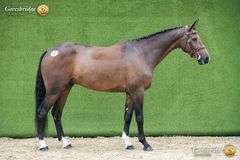 SPRINGROVE SATISFACTION