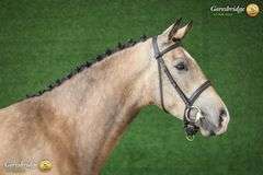 MY LION MADEMOISELLE