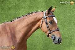 HUGO VAN DE HEFFINCK CAVZ